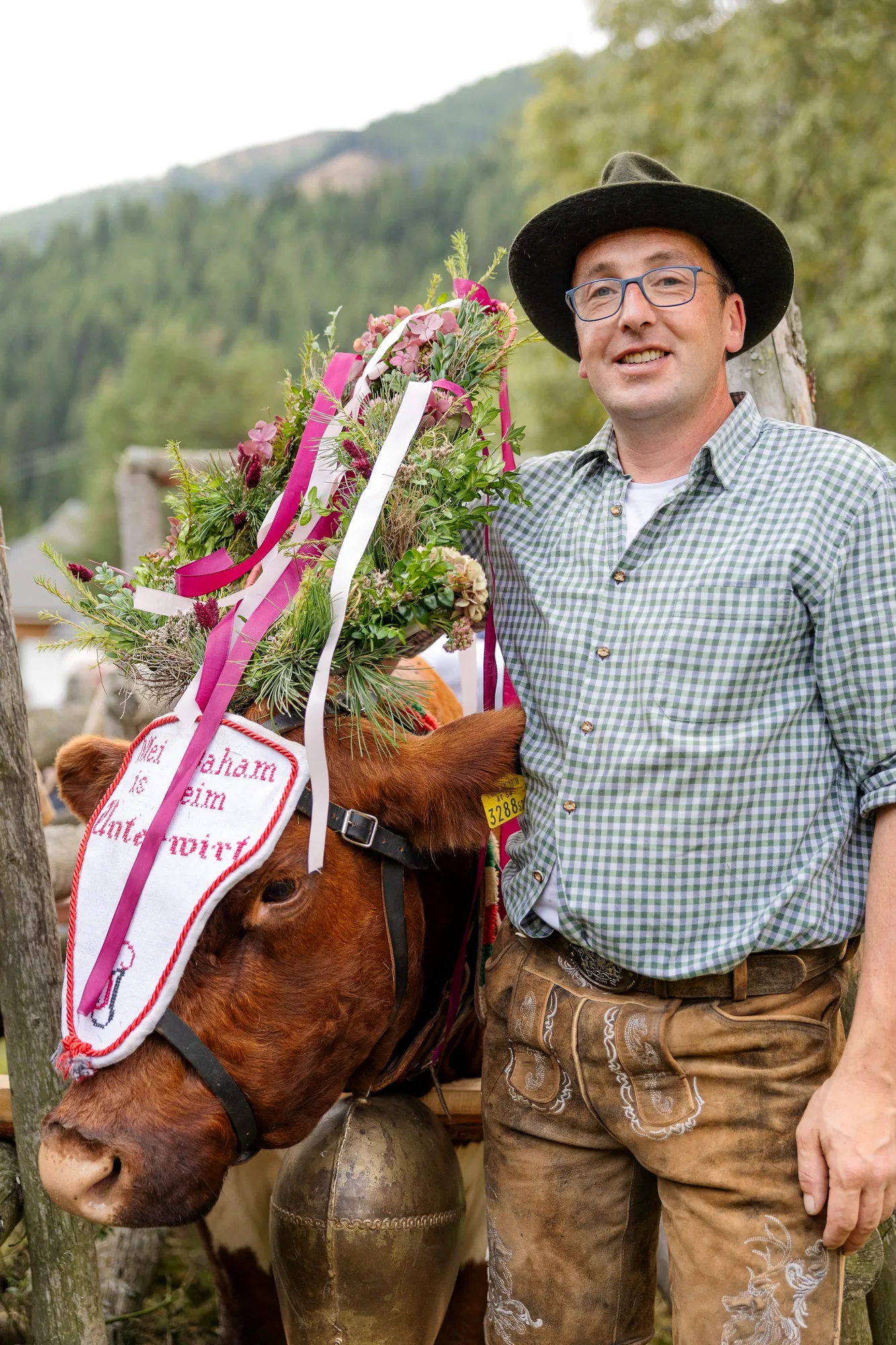 Aufgekränzte Kuh beim Almabtrieb