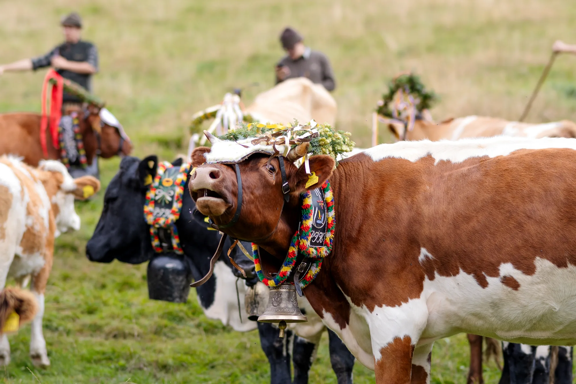 Geschmückte Kühe auf der Alm