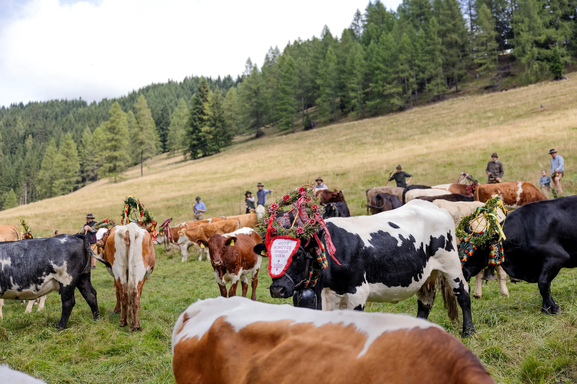 Rinderherde auf der Wolitzenalm