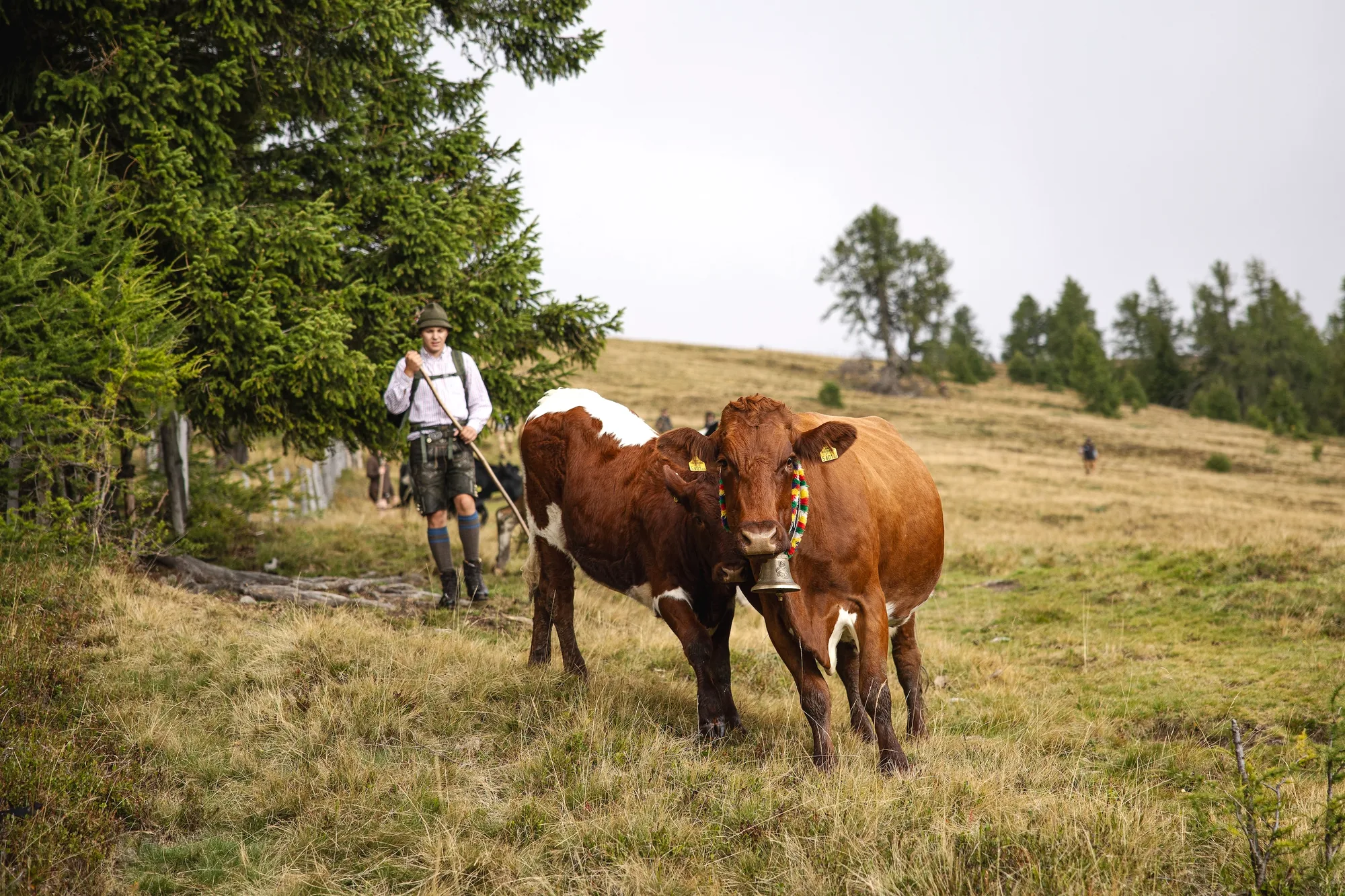 Tiere und Hirte in der Berglandschaft